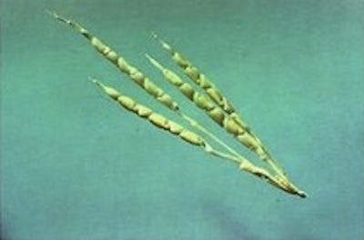 wild-corn.jpg