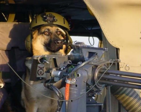 dog-with-gun.jpg