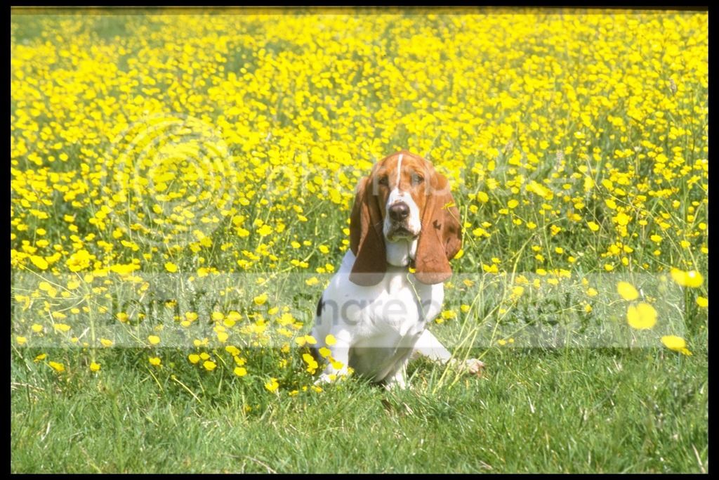 Bassethound1055_zpsnmhx4d2n.jpg