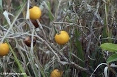 wild-eggplant.jpg