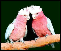 galah_0034.jpg