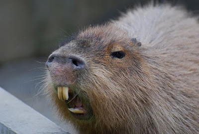 capybara.jpg