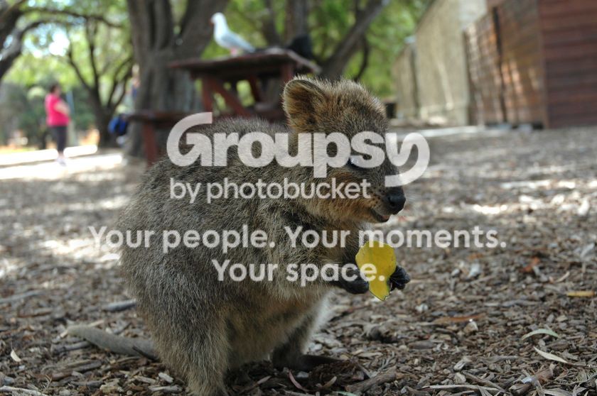 quokka.jpg