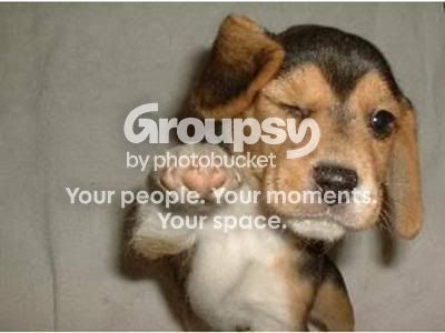 PUPPY_pointing_0.jpg