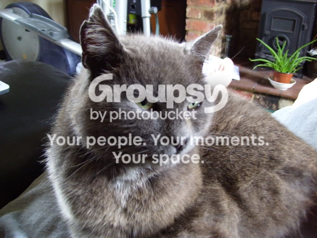 tiggy2.jpg