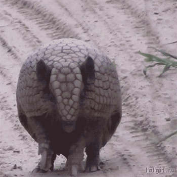 giphy-4.gif