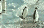 avatar13.gif