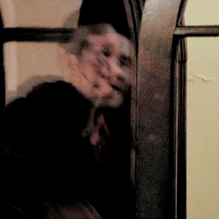 tumblr_otm08jVLMT1qjvx7uo2_250.gif