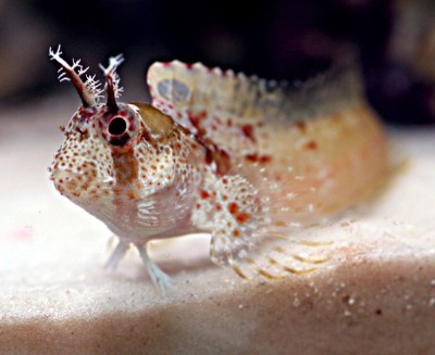 blenny4.jpg