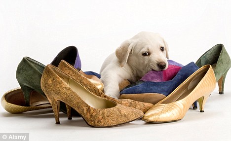 dog-eating-shoes.jpg