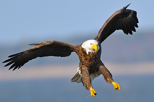 bald%20eagle%205621960417_5d8f64d37b.jpg