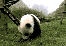 tumblr_lj7w3zlpWf1qe6p88.gif