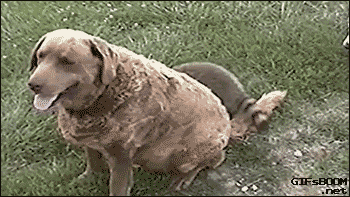 tumblr_nl9vq9pi1Z1s02vreo1_400.gif